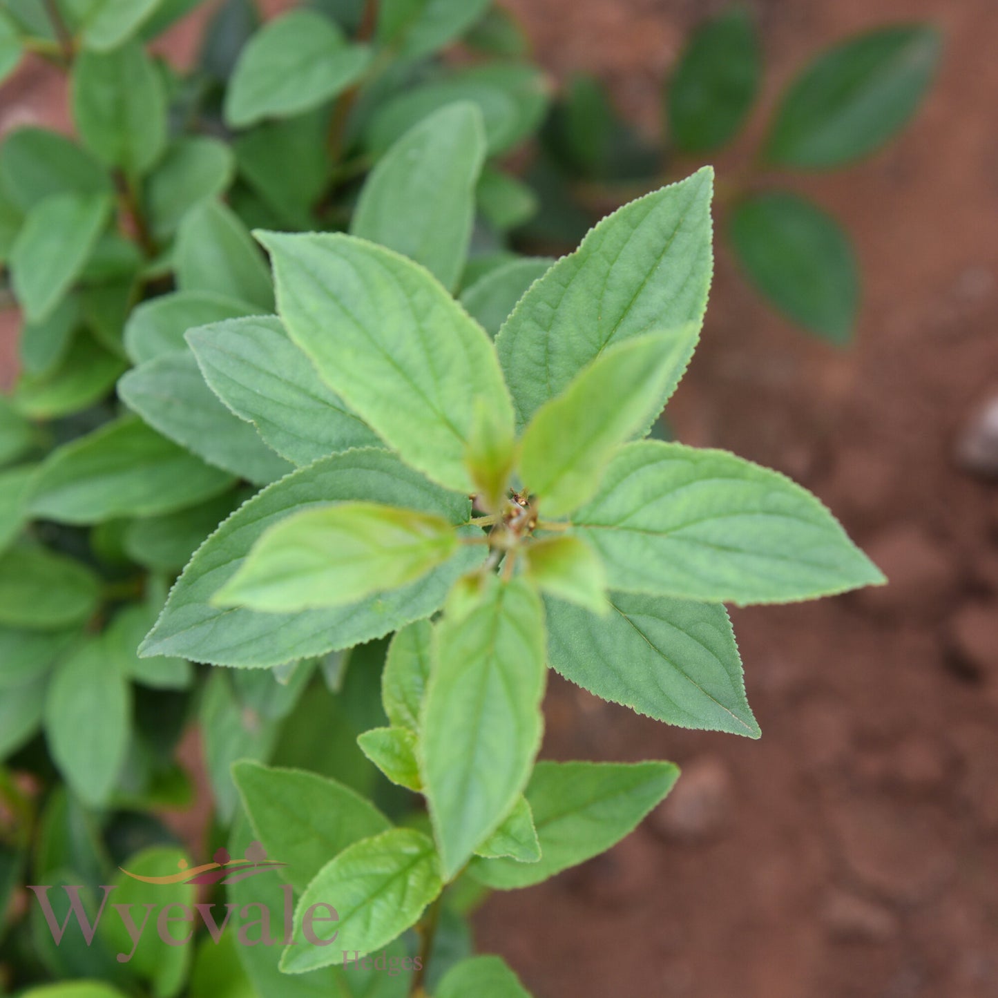 Bareroot Rhamnus cathartica (Buckthorn)