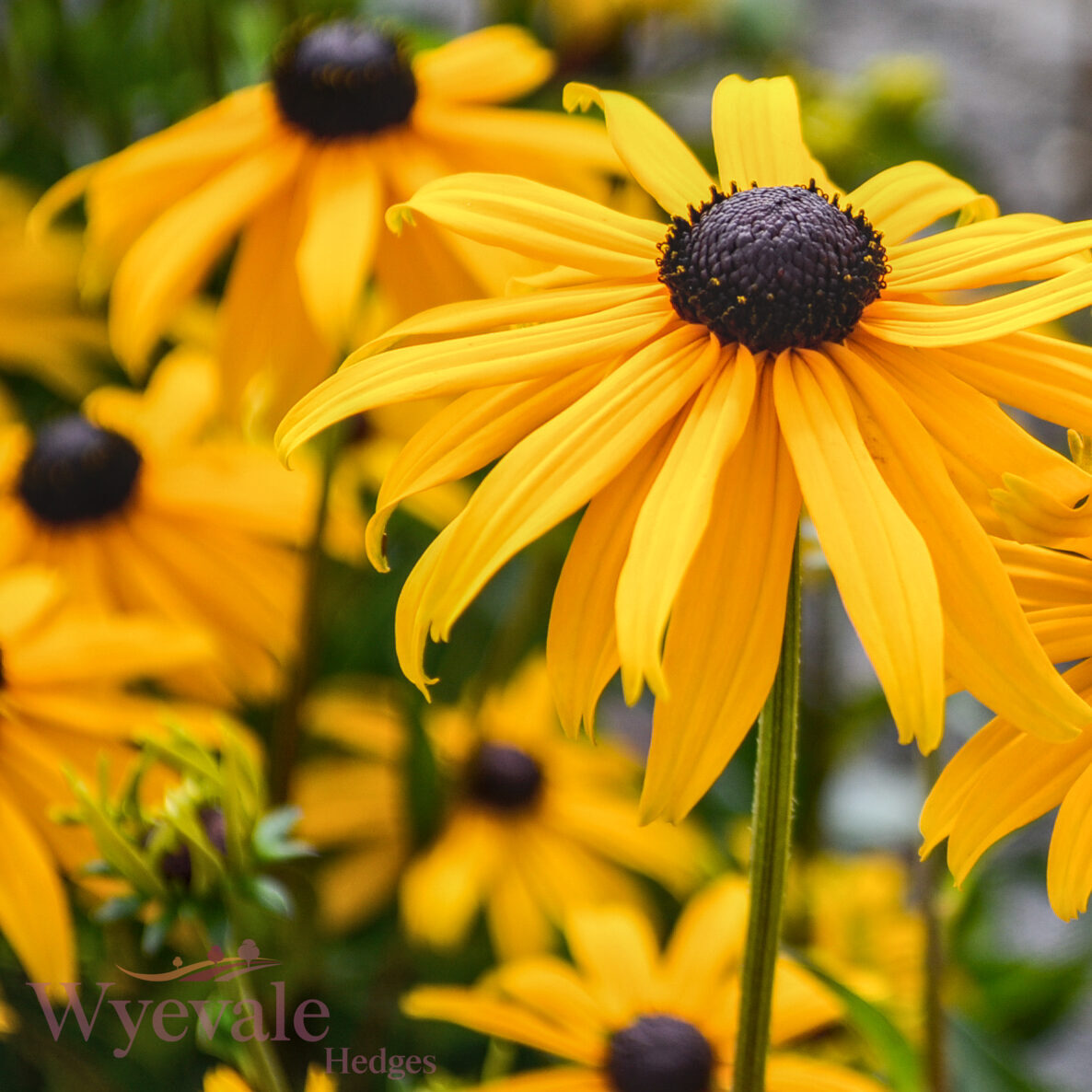 Rudbeckia fulgida sillivantii (Black-eyed Susan) 'Goldsturm'