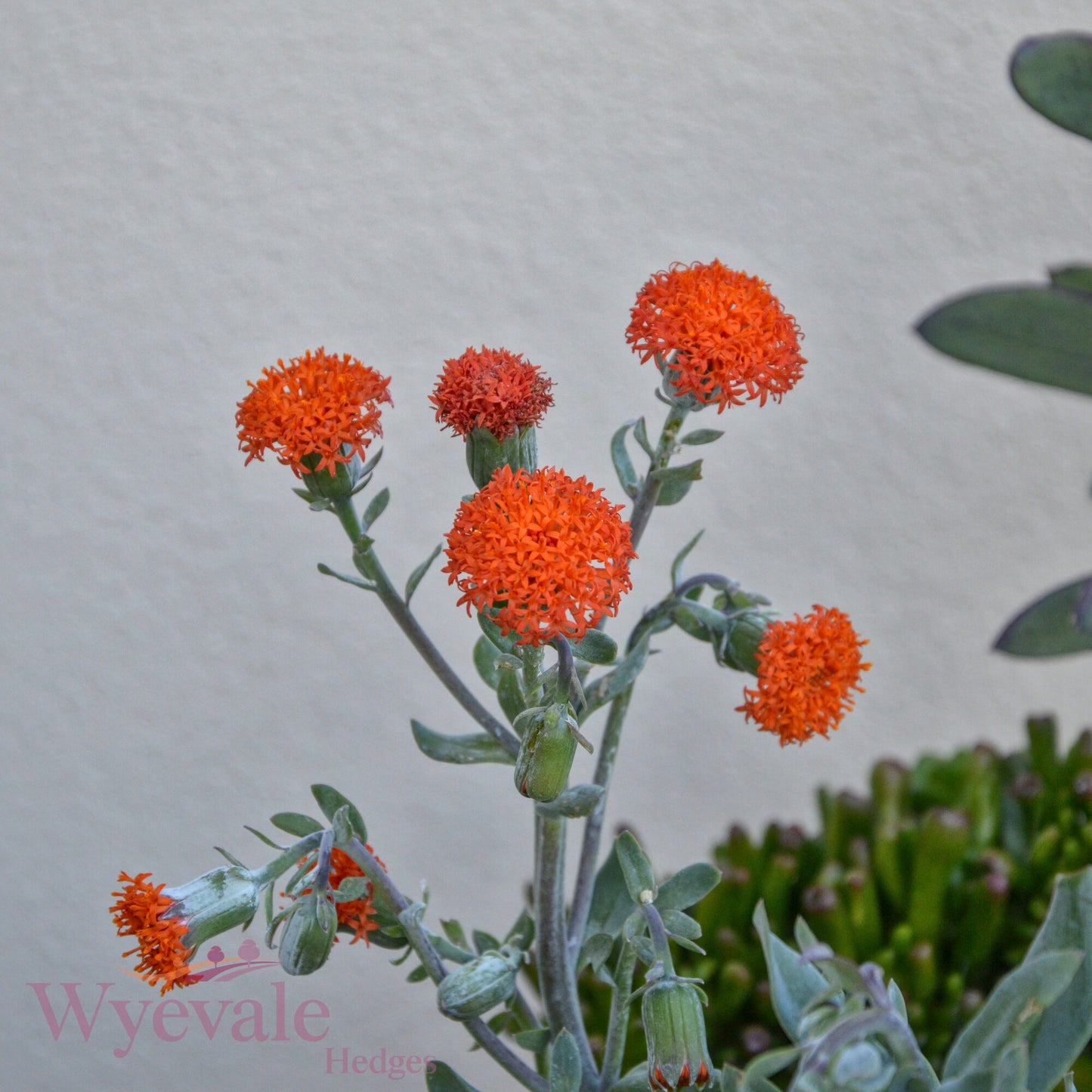 Senecio cephalophorus (Mountain Fire) 'Orange Flame'