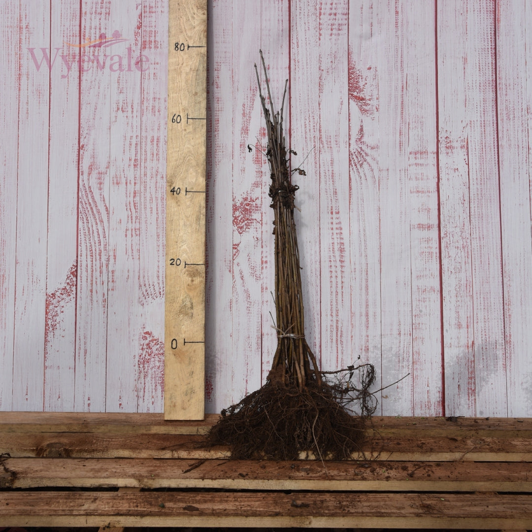 Sorbus acuparia 1+0.jpg__PID:65448bea-0bcd-4d42-9d67-2d0a437fdeb8