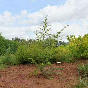 BR Hancock 0/1 40-60cm