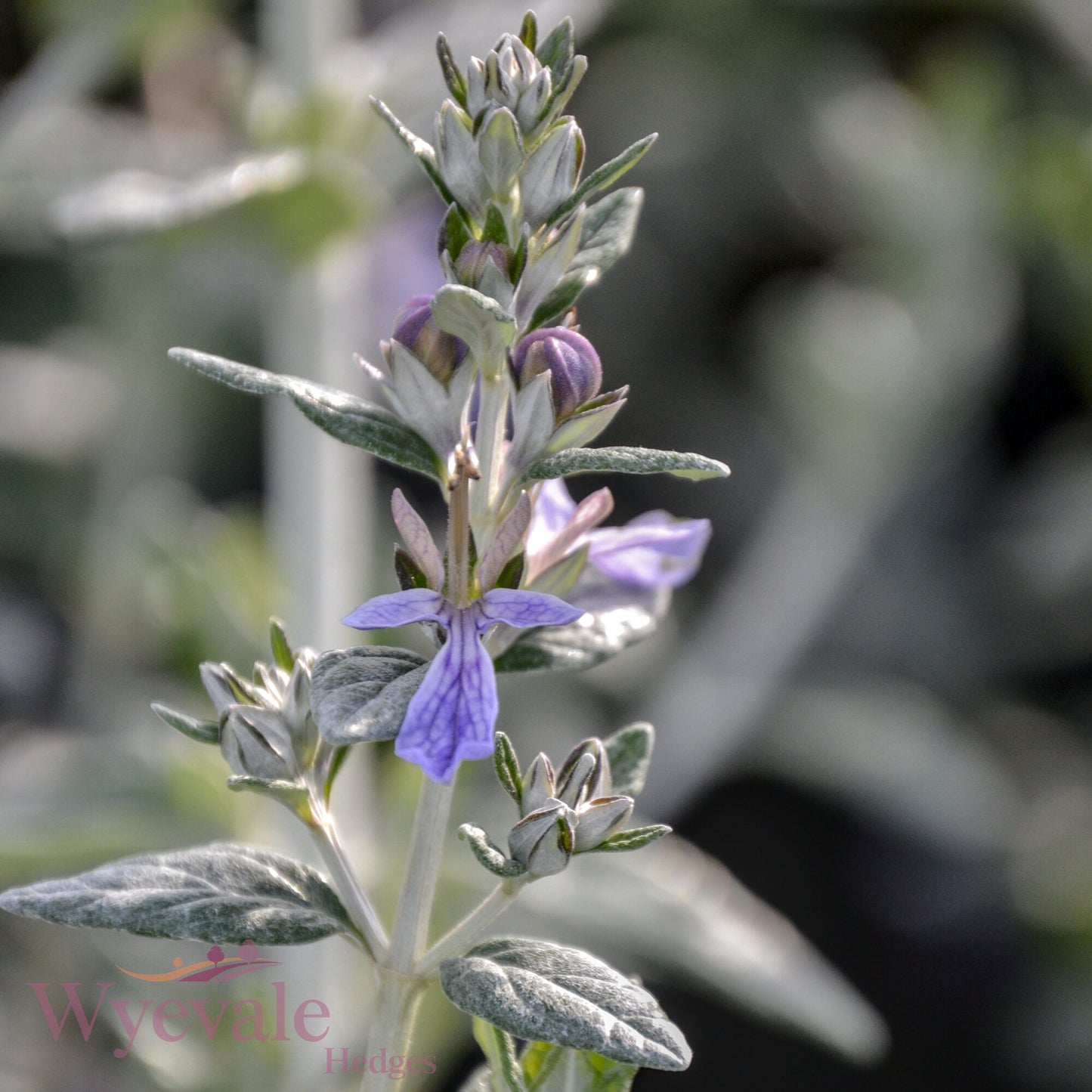 Teucrium fruticans (Shrubby Germander)