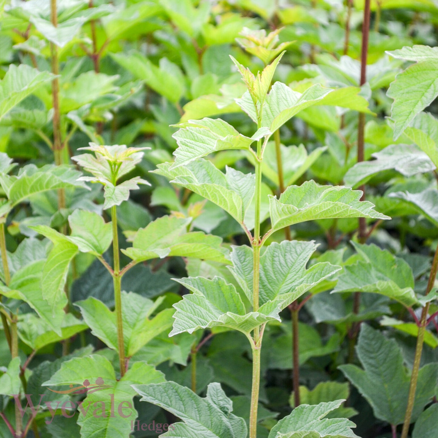 Viburnum opulus (Guelder rose)