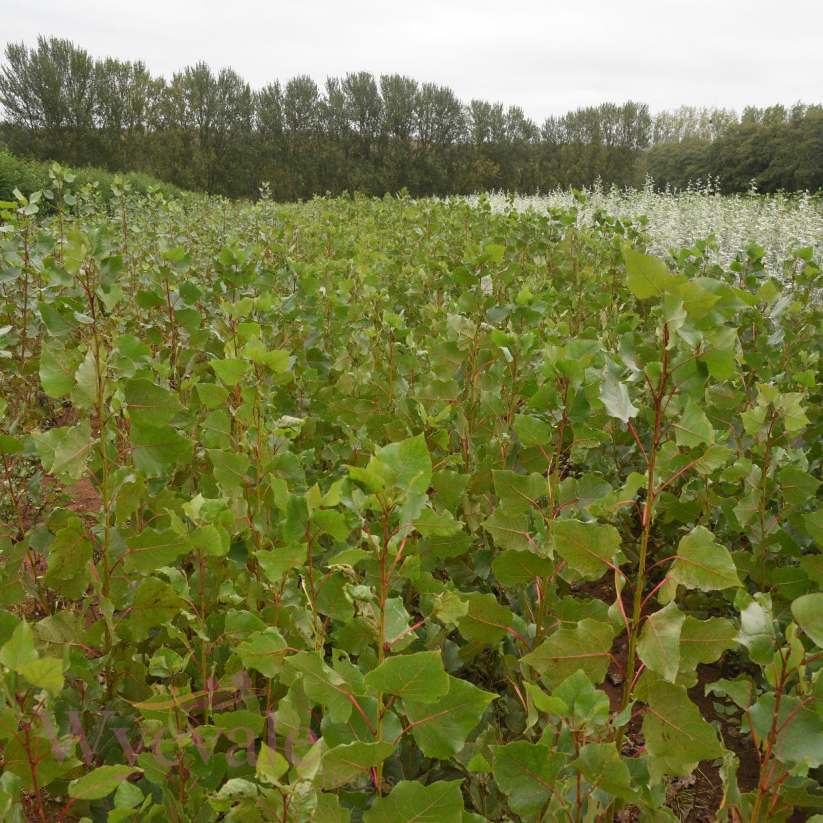 Bareroot Populus x canadensis (Robusta Poplar) 'Robusta'