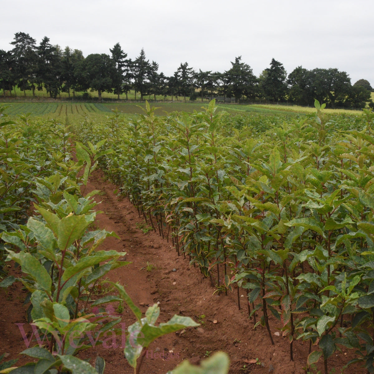 Bareroot Prunus padus (Bird Cherry)