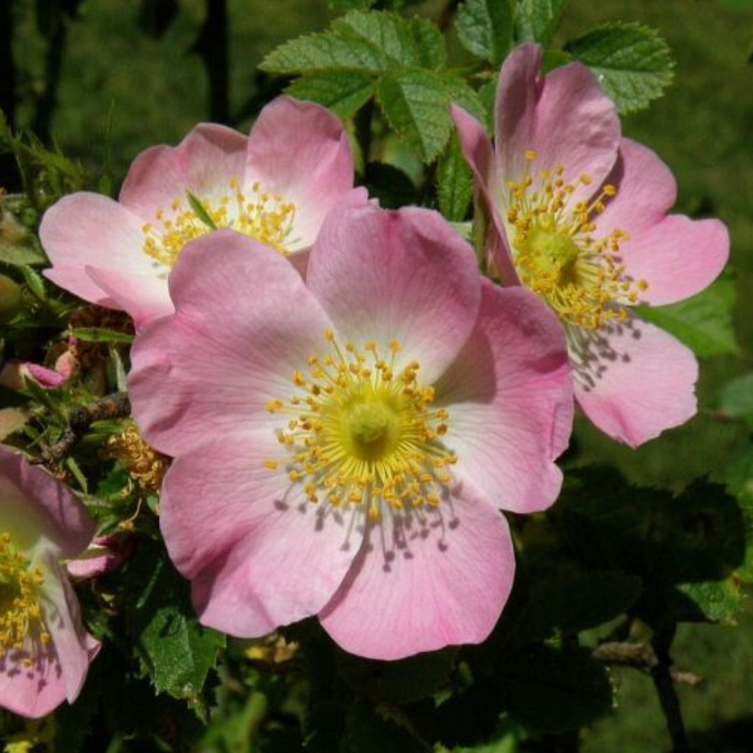 Bareroot Rosa rubiginosa (Sweet Briar)