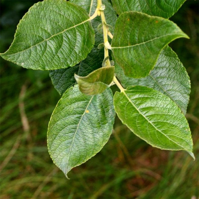 Bareroot Salix cinerea (Grey Willow)