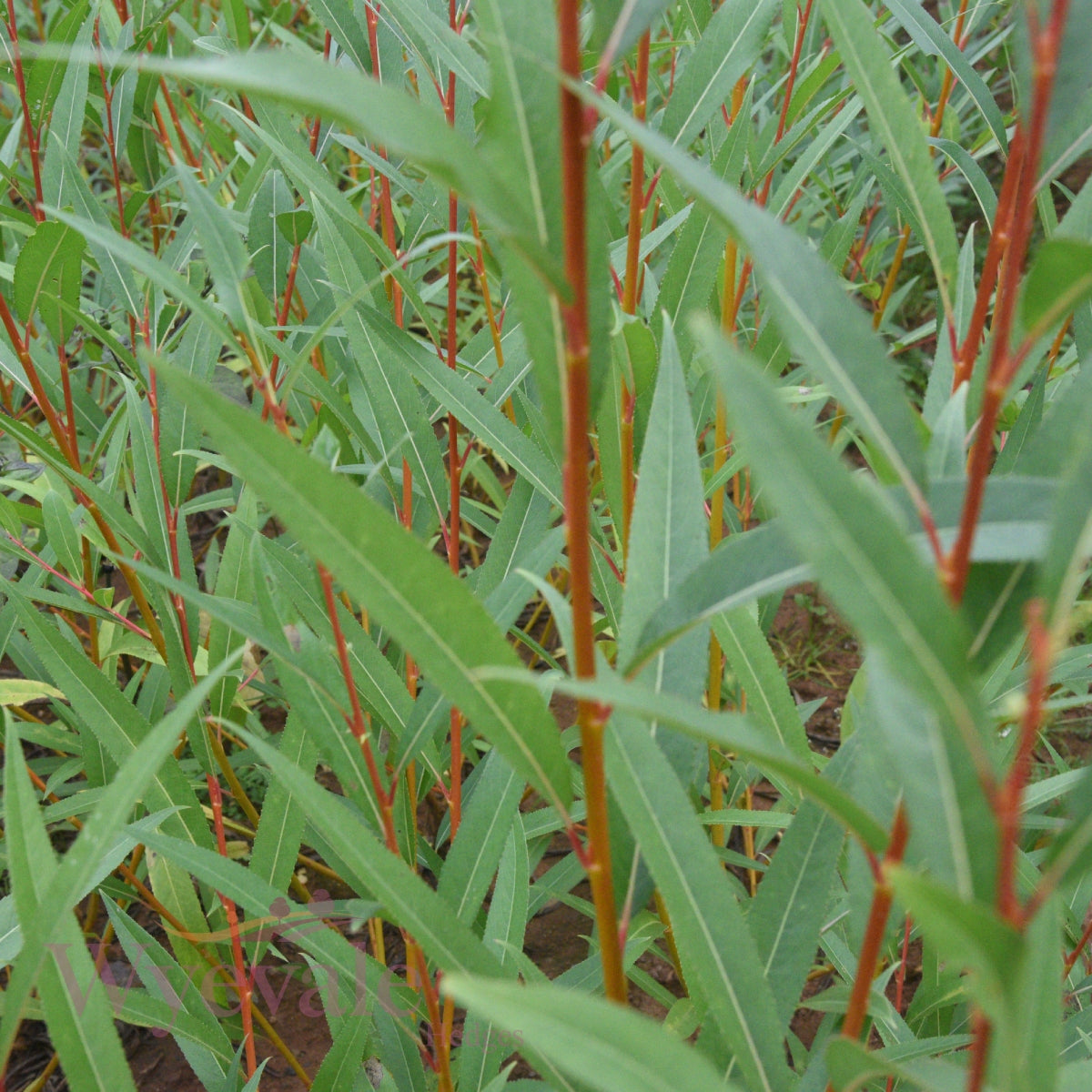 Bareroot Salix alba vitellina (Golden Willow)