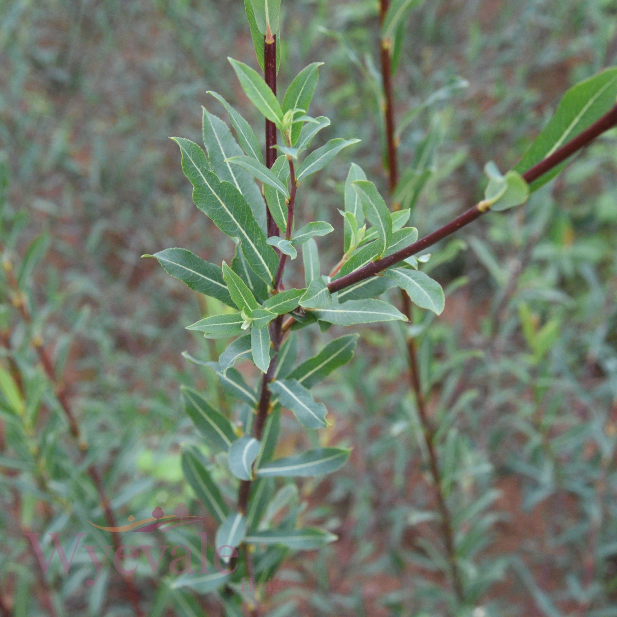 Bareroot Salix purpurea (Purple Willow)