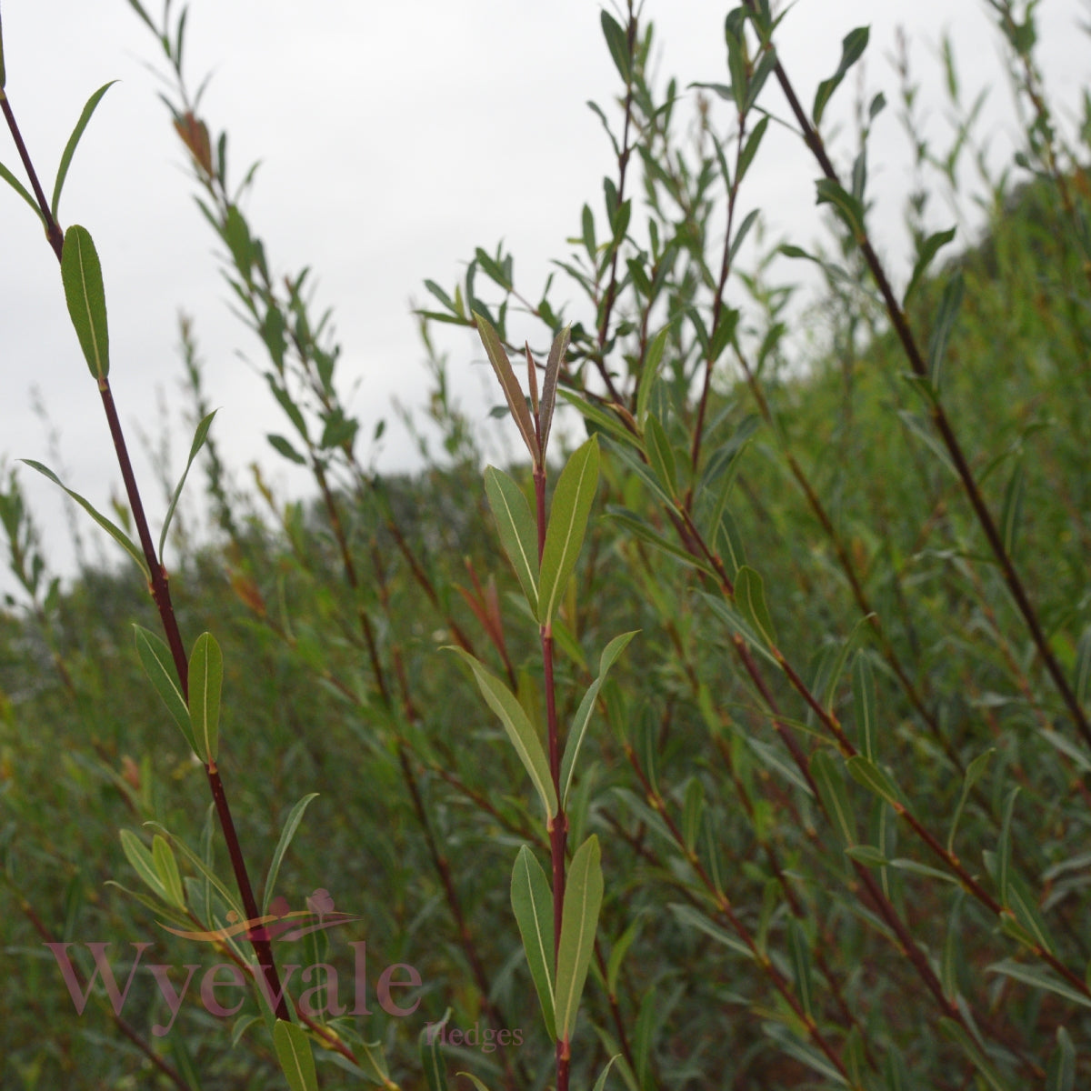 Bareroot Salix purpurea (Purple Willow)