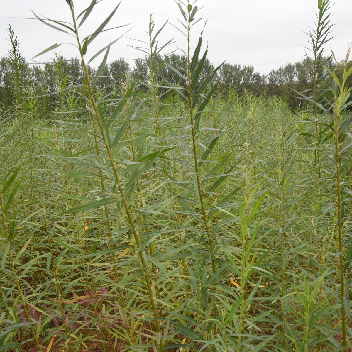 Bareroot Salix viminalis (Osier Willow)