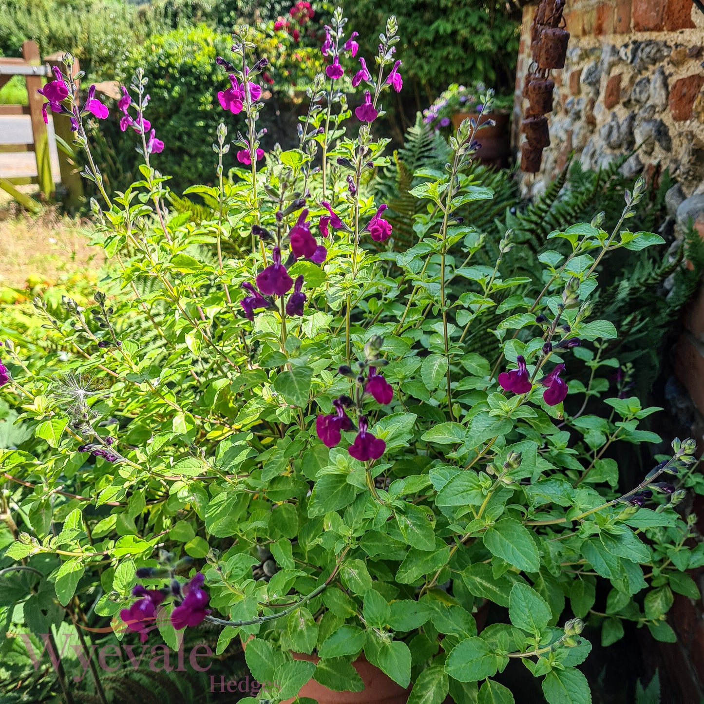 Salvia (Sage) 'Golden Rosiene'