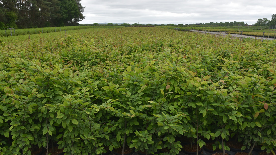 Hornbeam hedging plants