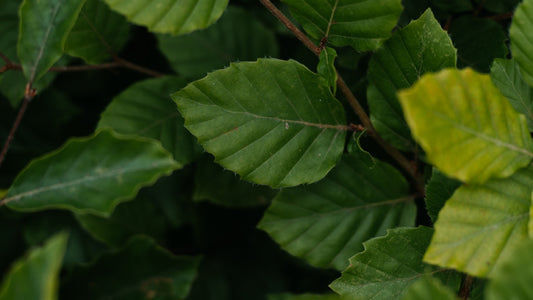 Common Beech the Queen of British Trees