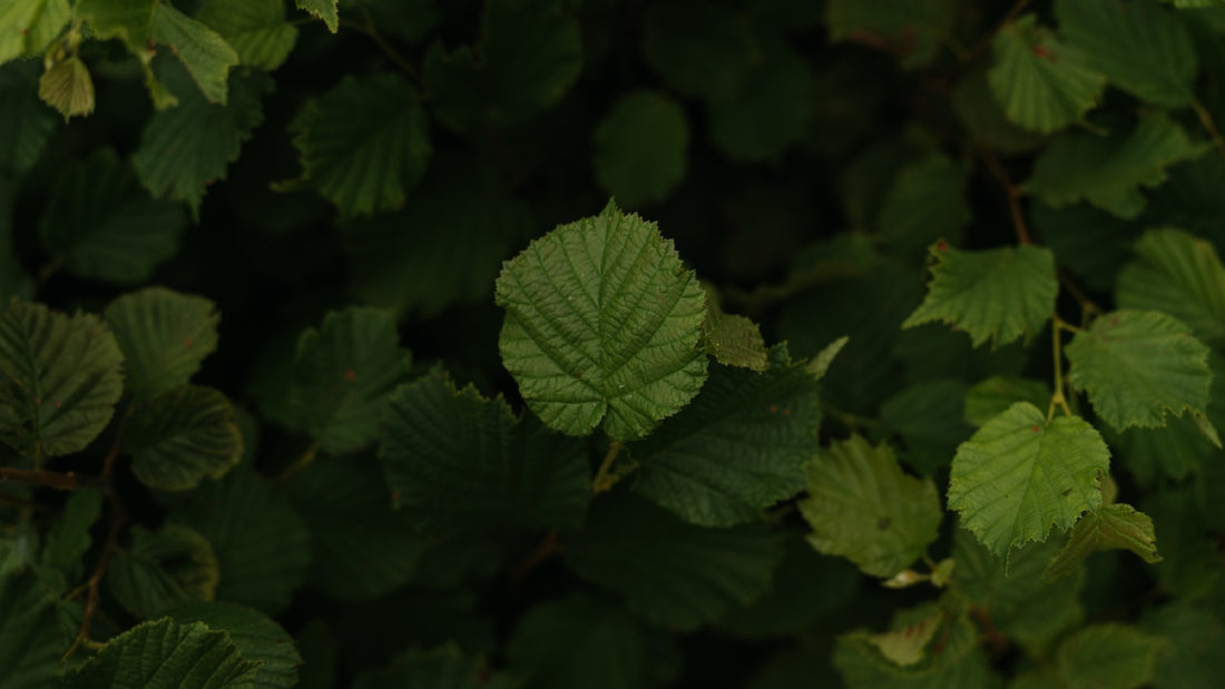 Hazel Trees a wildlife champion