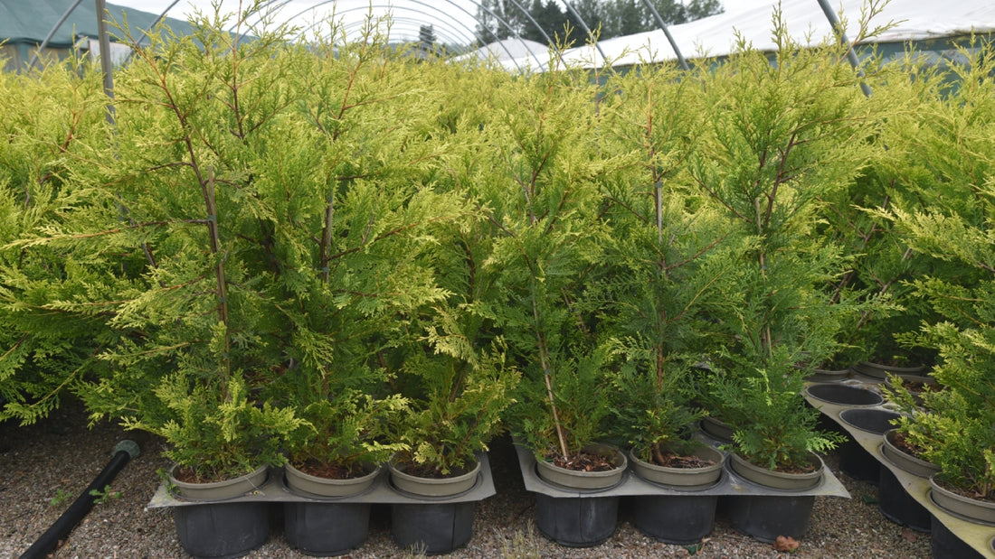 Leylandii – The Fastest Growing Conifer