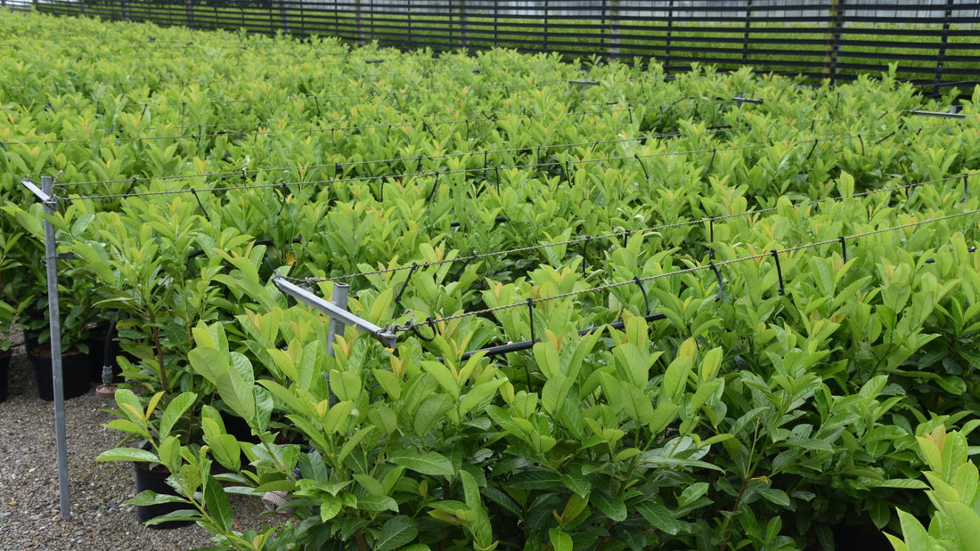 How to care for Cherry Laurel