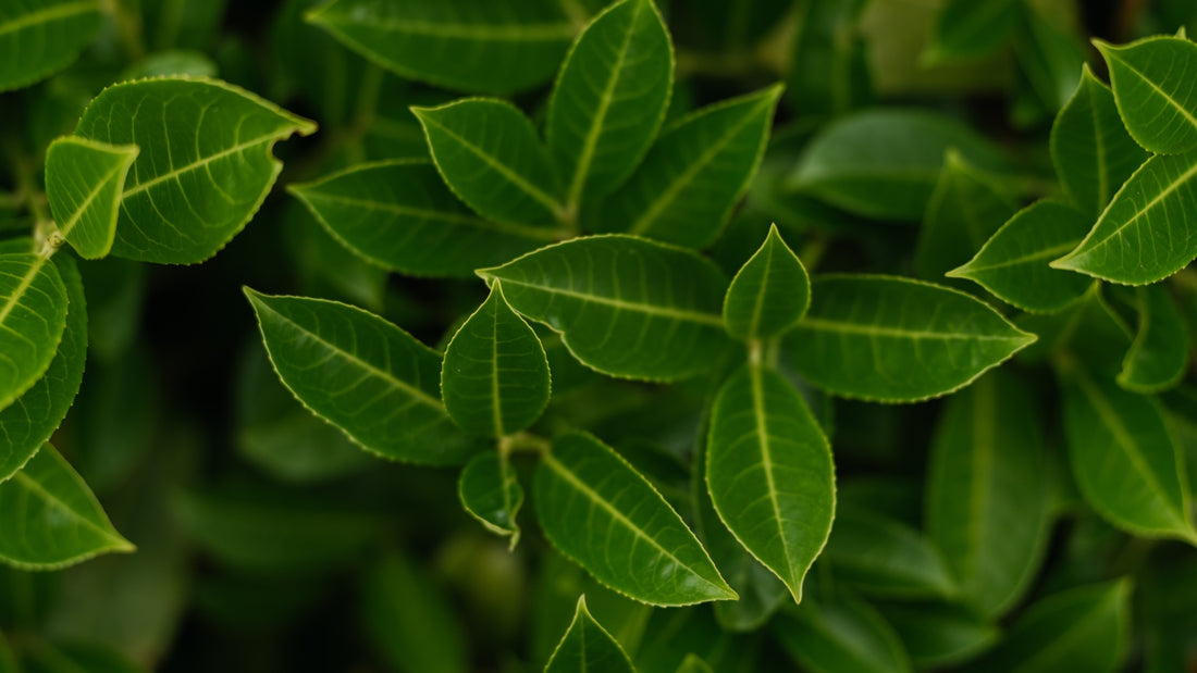 Portuguese Laurel vs. Cherry Laurel: A Comparison