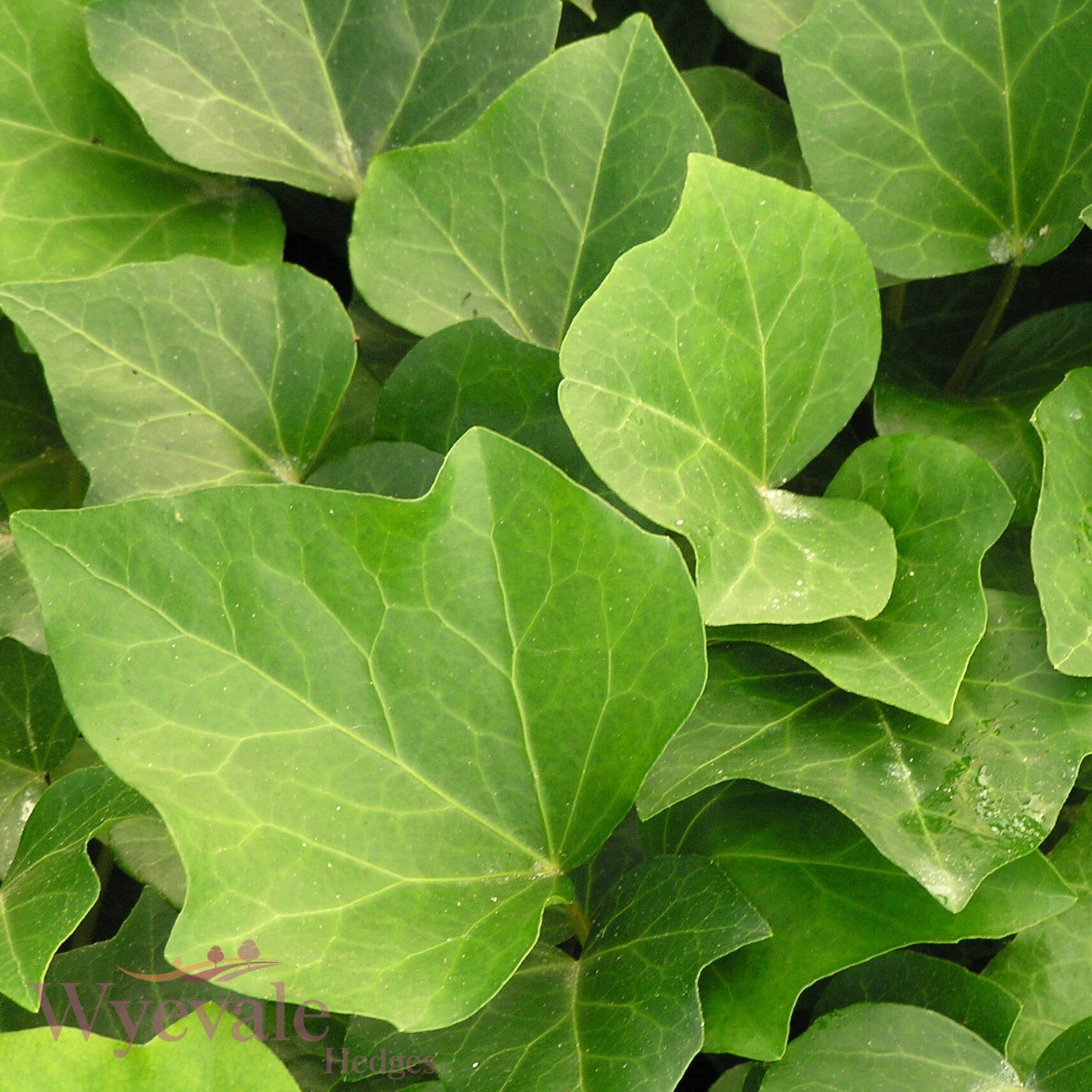 Hedera algeriensis (Algerian Ivy) 'Bellecour'