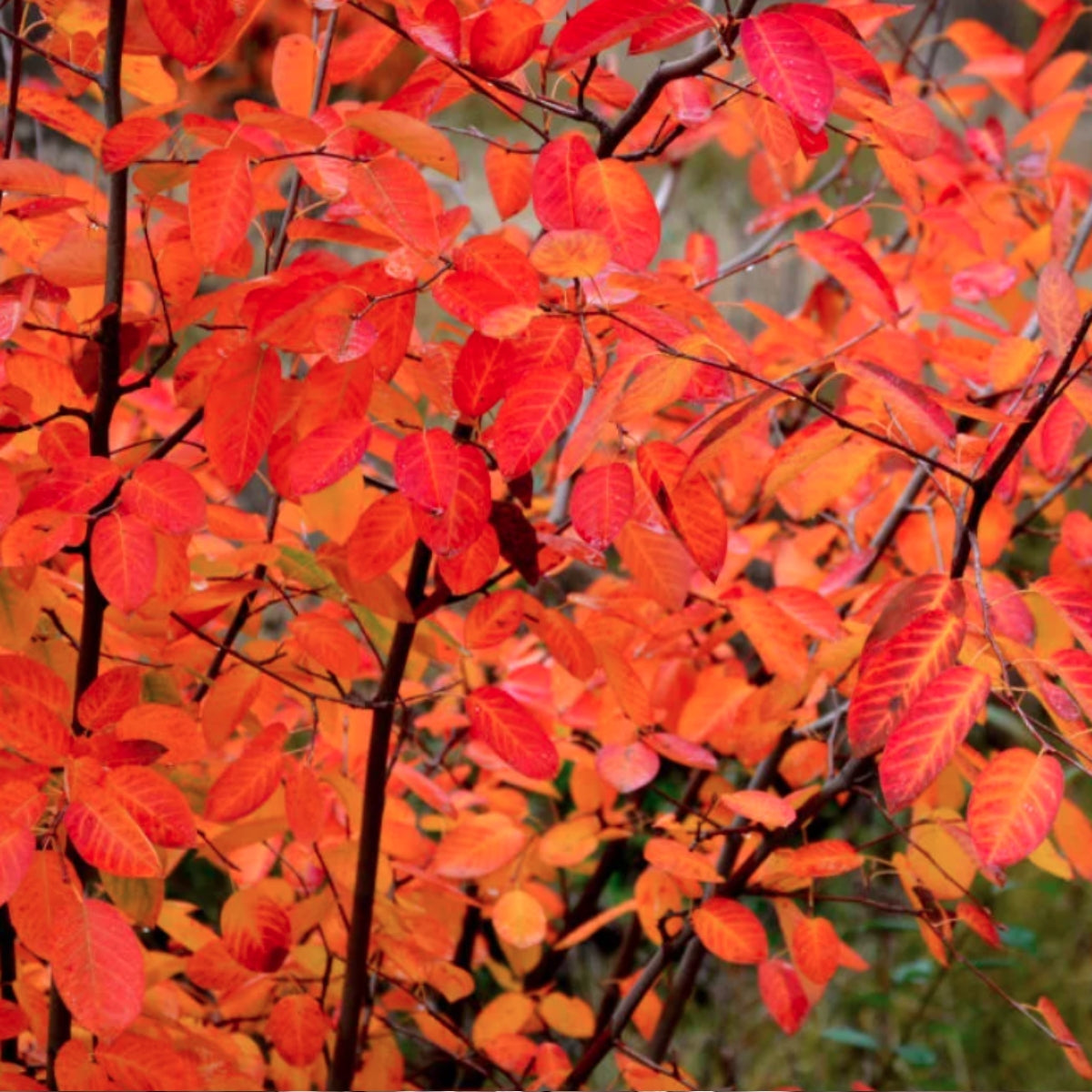 Amelanchier (Service berry)