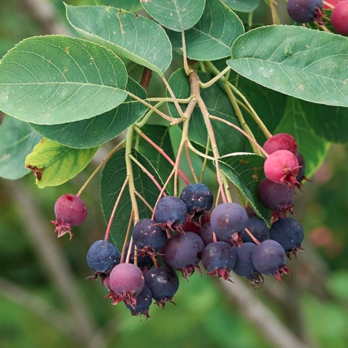 Amelanchier (Service berry)