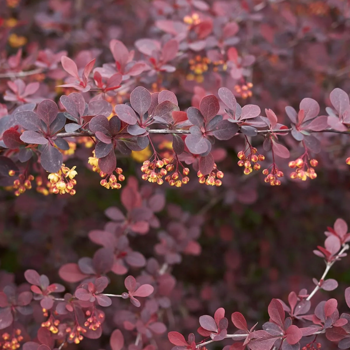 Berberis thunbergii (Barberry)