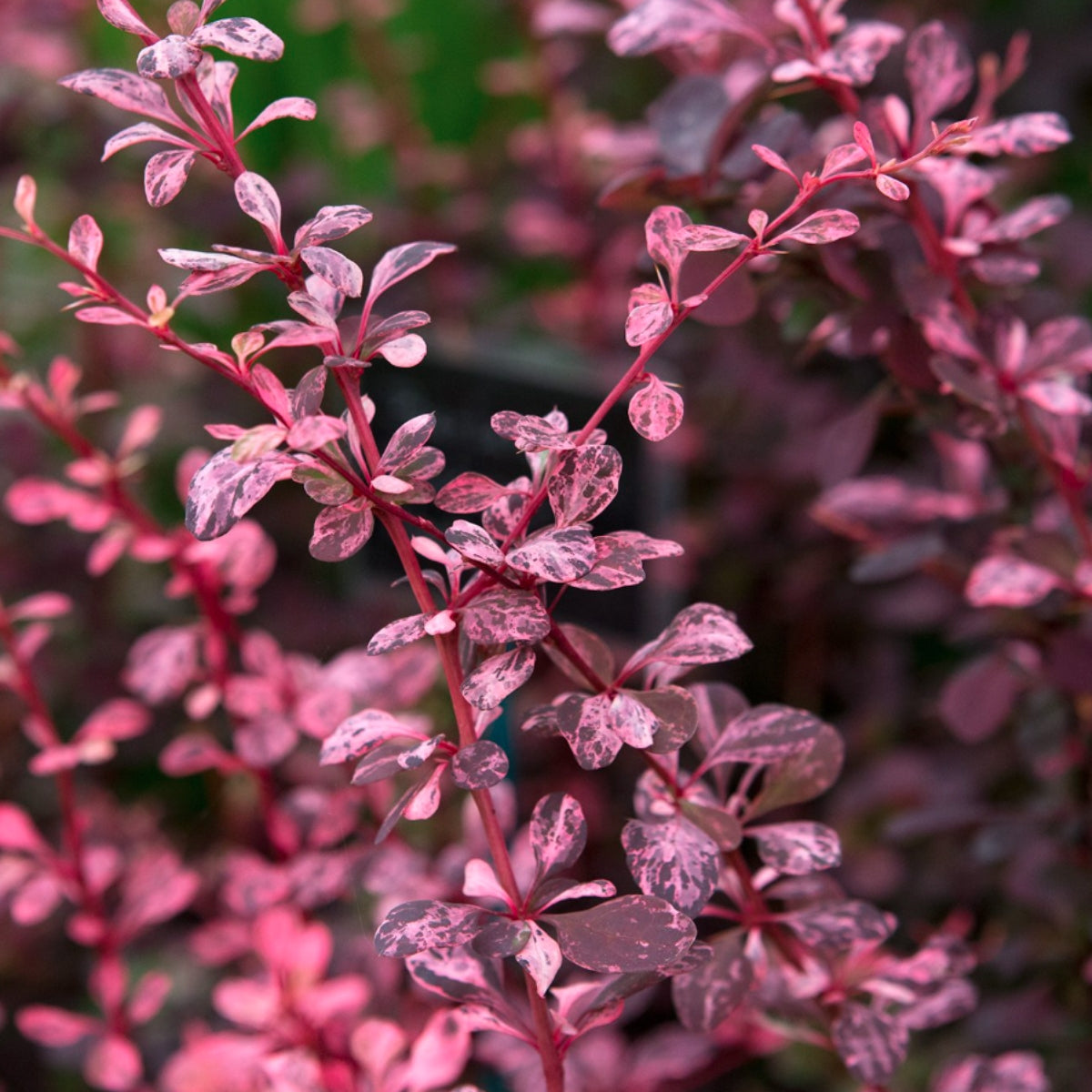 Berberis thunbergii (Barberry)