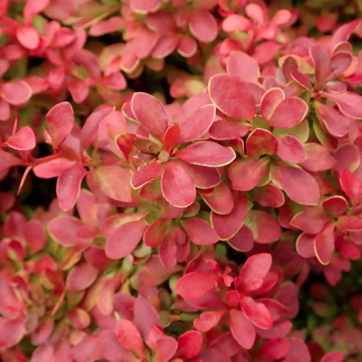 Berberis thunbergii (Barberry)