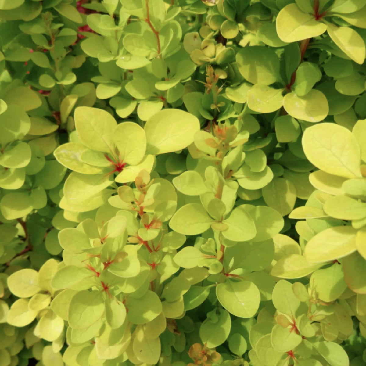 Berberis thunbergii (Barberry)