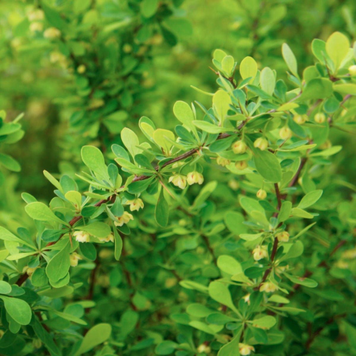 Berberis thunbergii (Barberry)