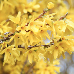 Forsythia (Golden bells)