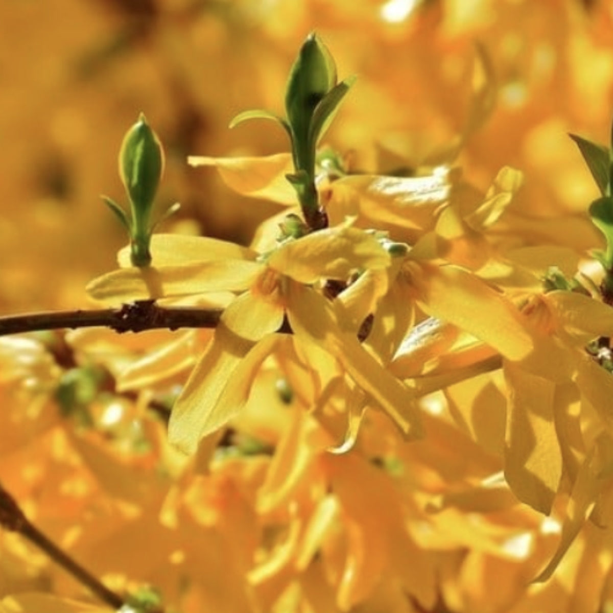 Forsythia (Golden bells)