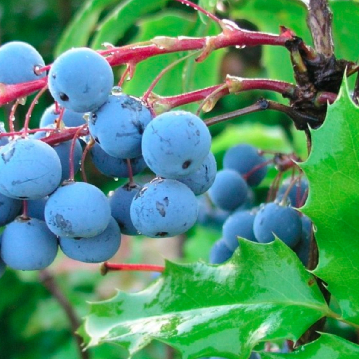 Mahonia (Oregon grape)