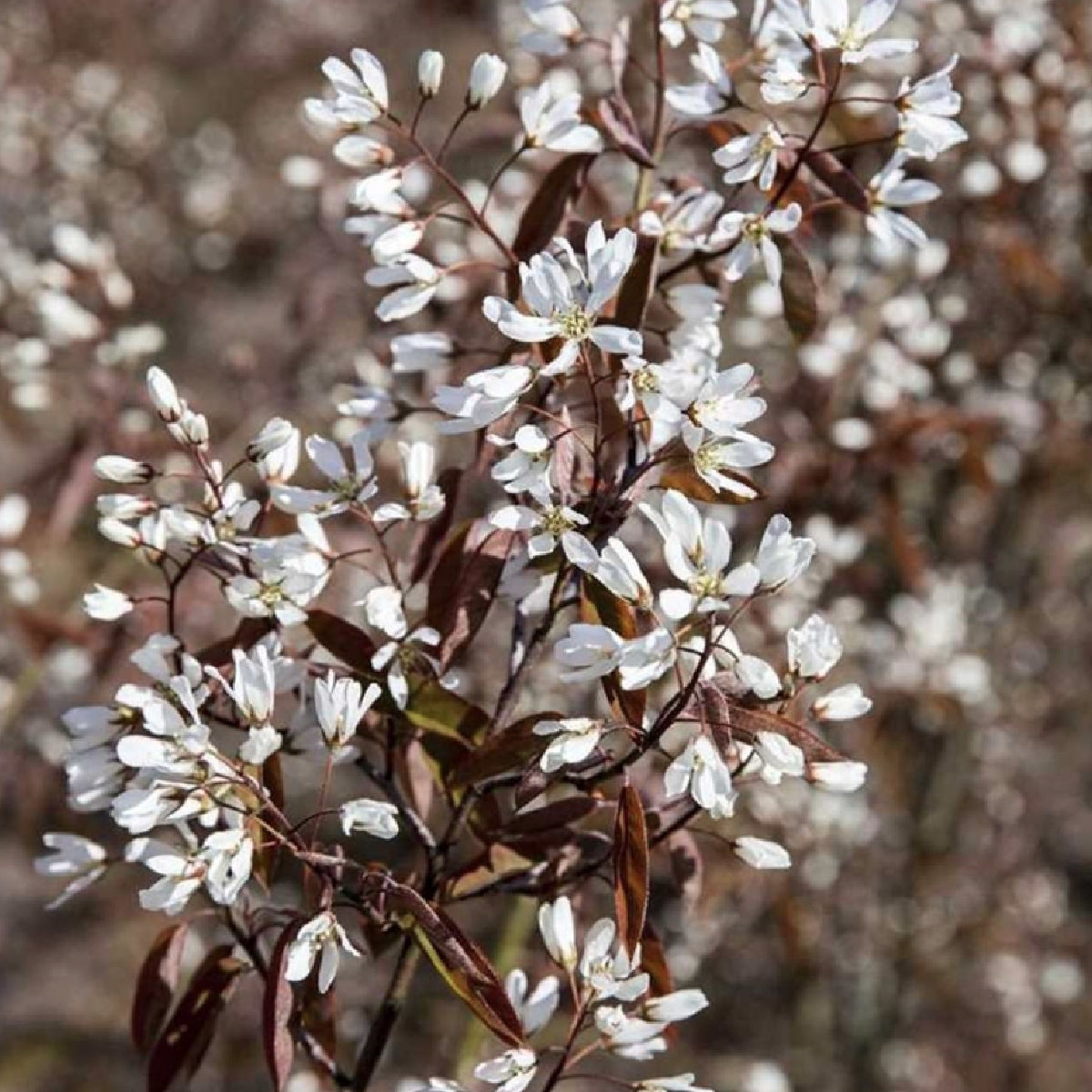 Amelanchier (Service berry)