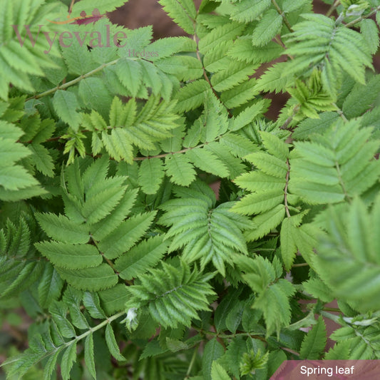 Sorbus aucuparia (Mountain Ash) 2 Year Transplant (Pack of 25)