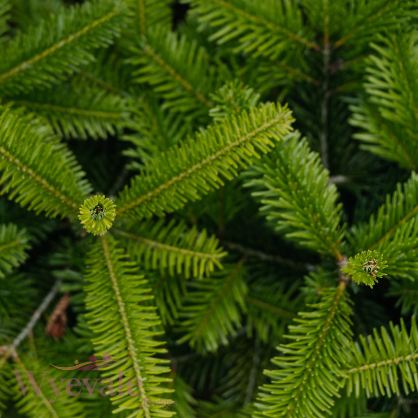 Bareroot Abies nordmanniana (Nordmann Fir) – Wyevale Hedges