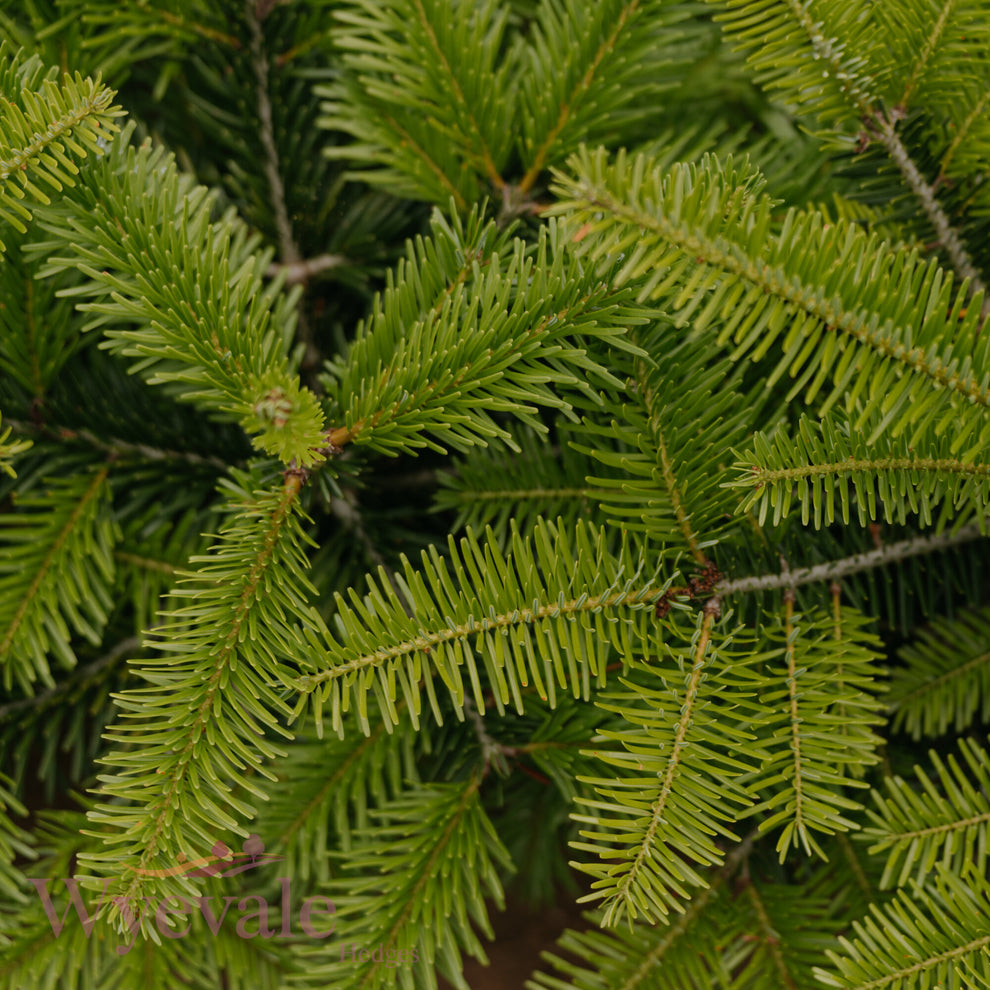 Bareroot Abies nordmanniana (Nordmann Fir) – Wyevale Hedges