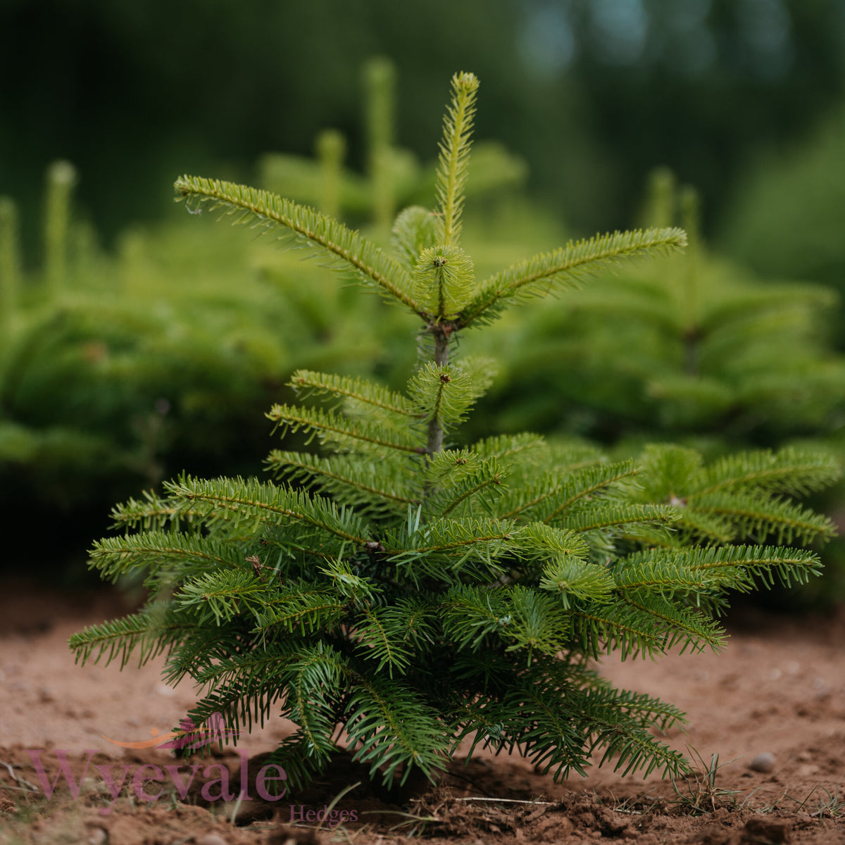 Bareroot Abies nordmanniana (Nordmann Fir) – Wyevale Hedges