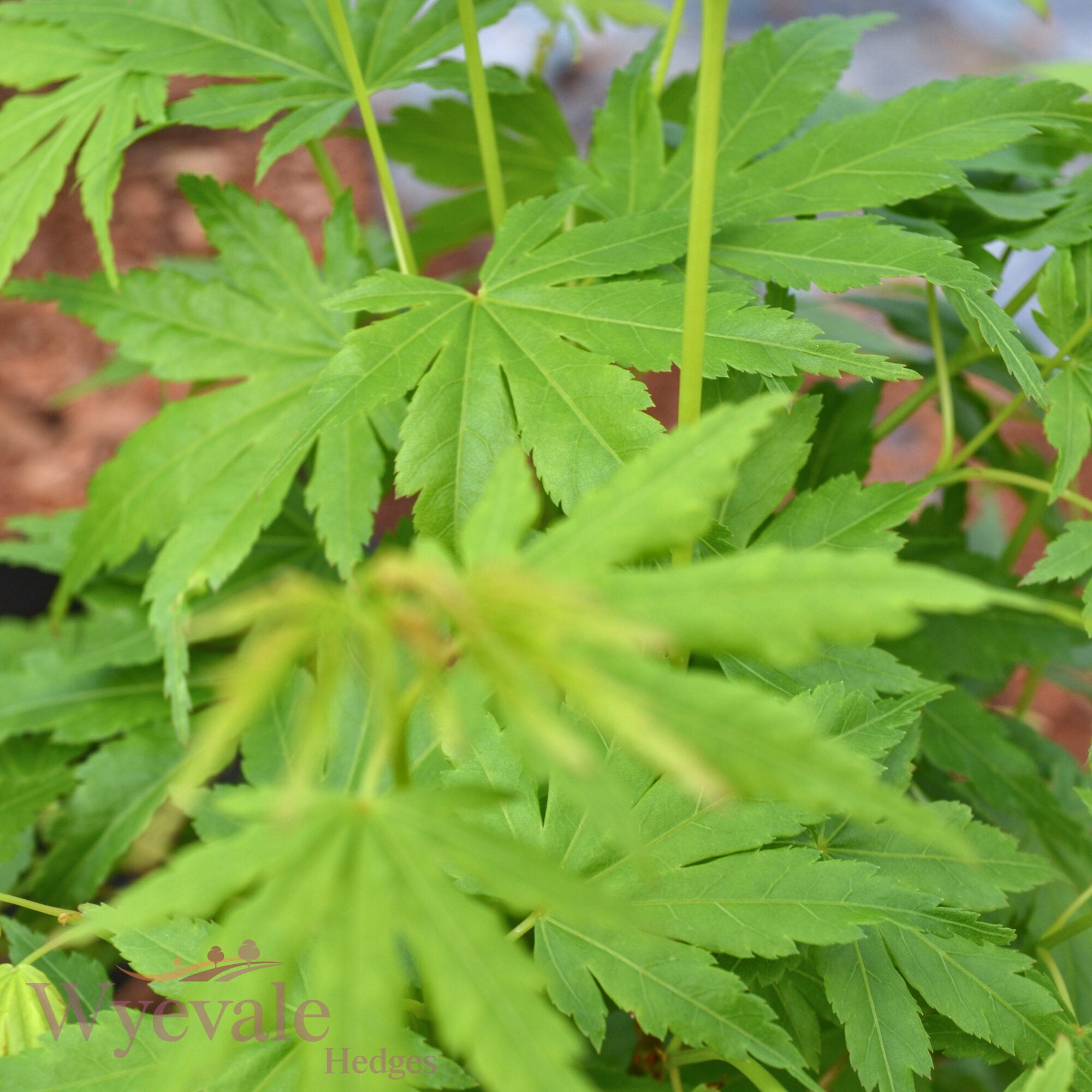 Acer palmatum (Japanese Maple) 'Going Green'
