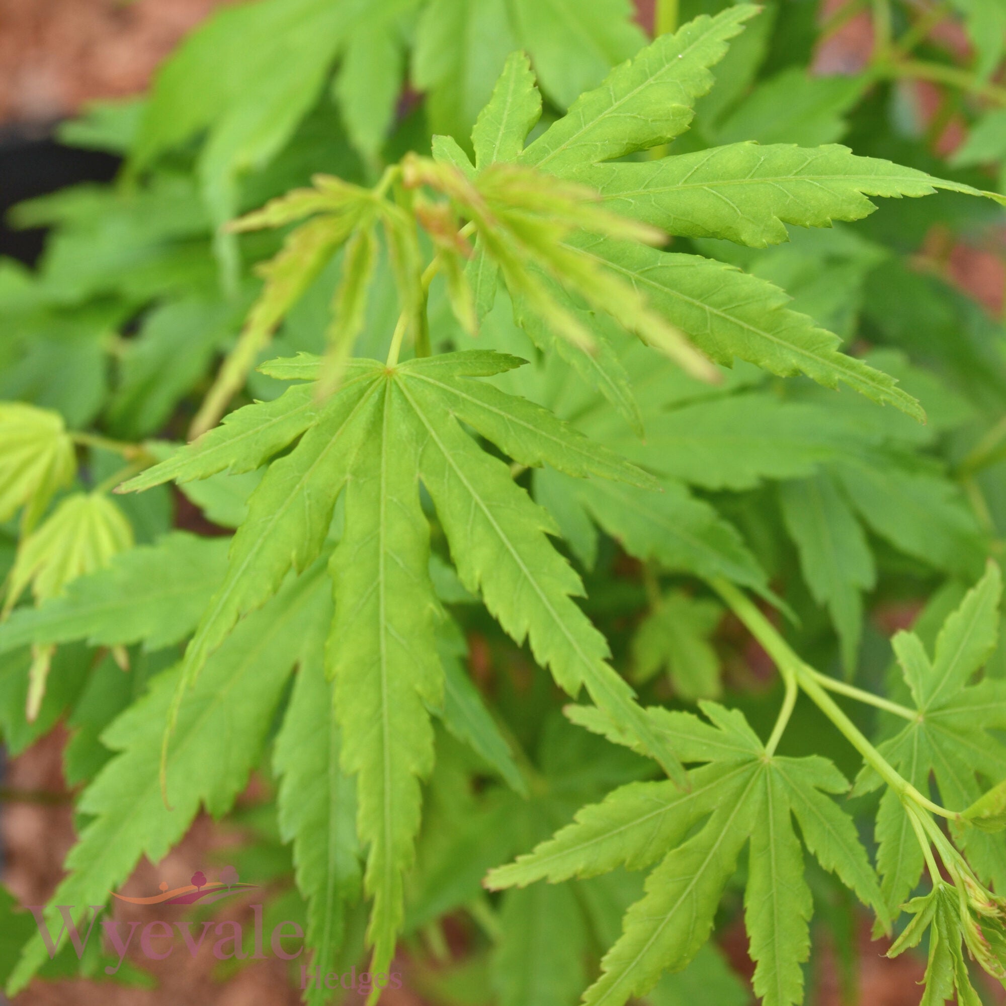 Acer palmatum (Japanese Maple) 'Going Green'