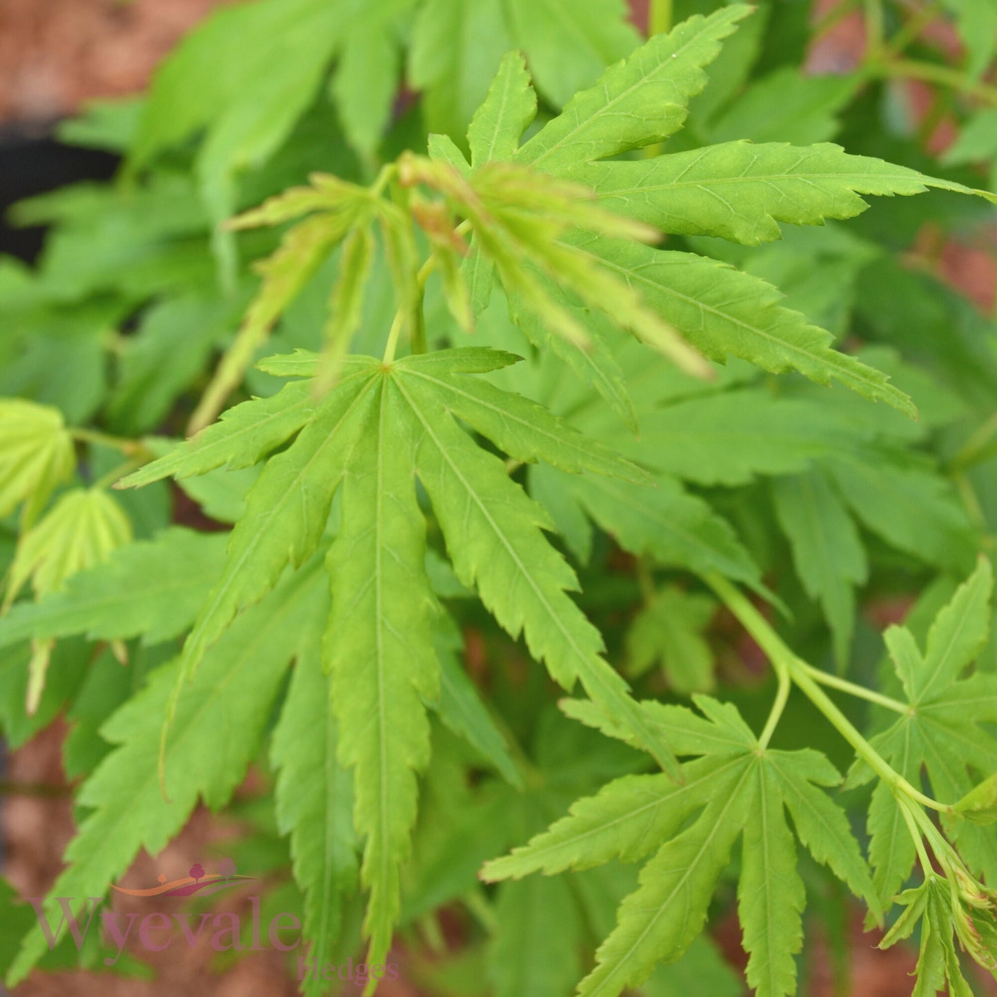 Acer palmatum (Japanese Maple) 'Going Green'