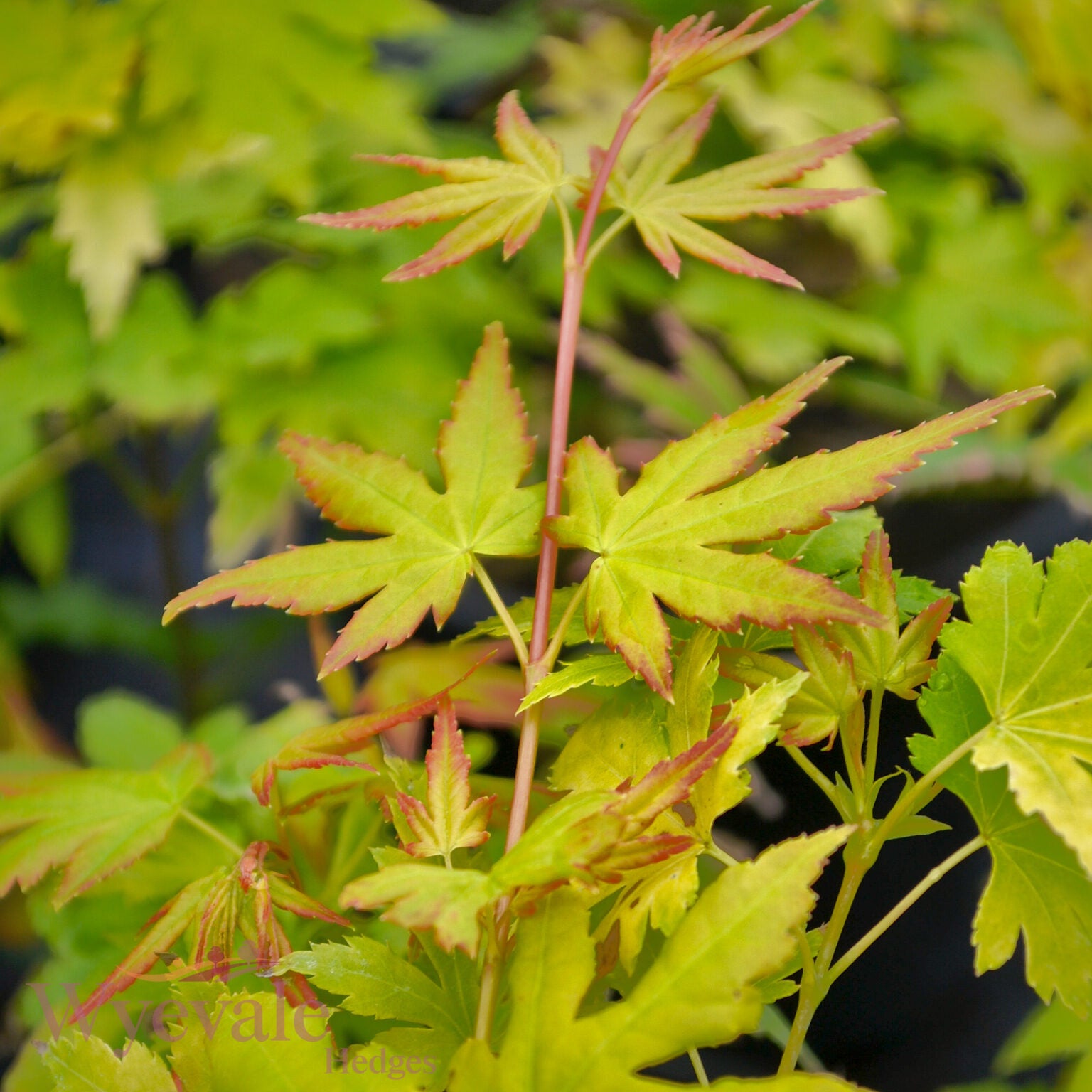 Acer palmatum (Japanese Maple) 'Orange Dream'