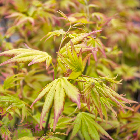 Acer palmatum (Japanese Maple) 'Orange Dream'