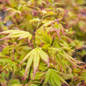 Acer palmatum (Japanese Maple) 'Orange Dream'