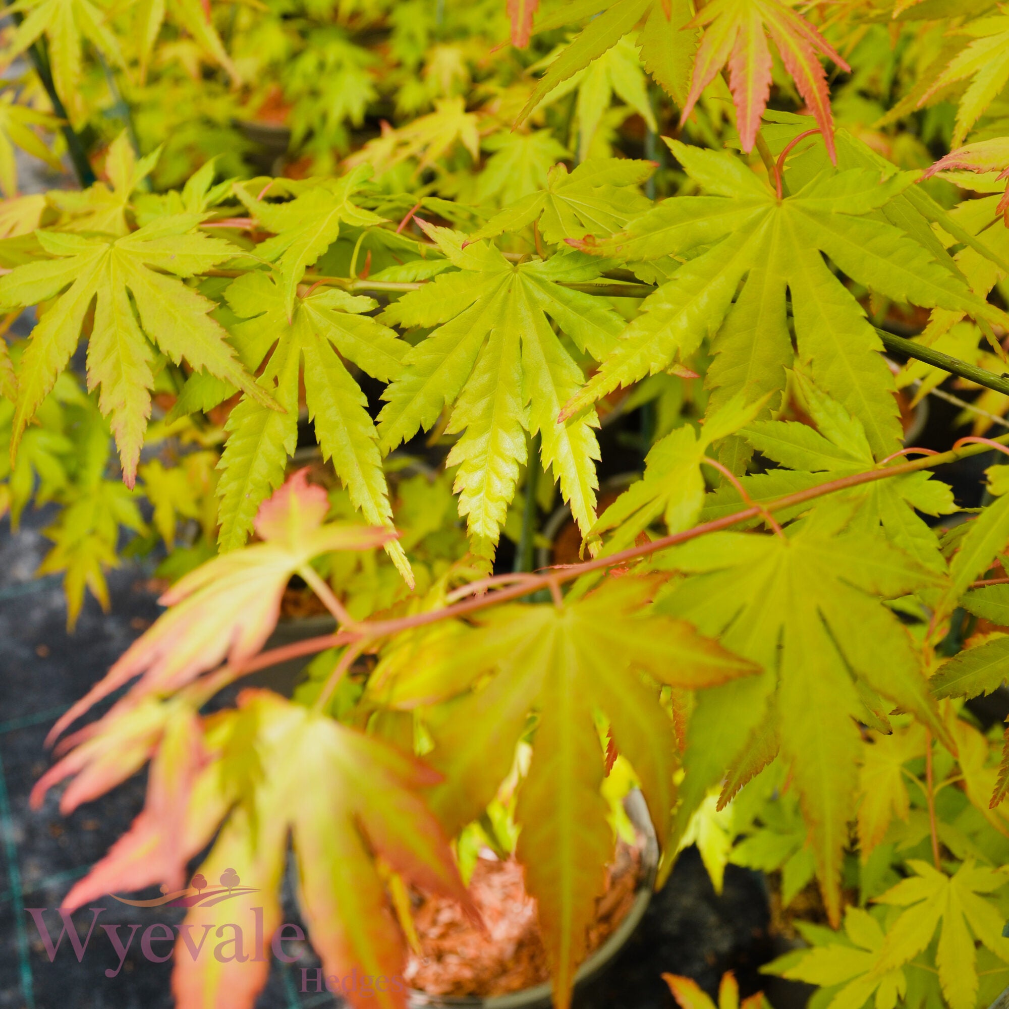 Acer palmatum (Japanese Maple) 'Orange Dream'