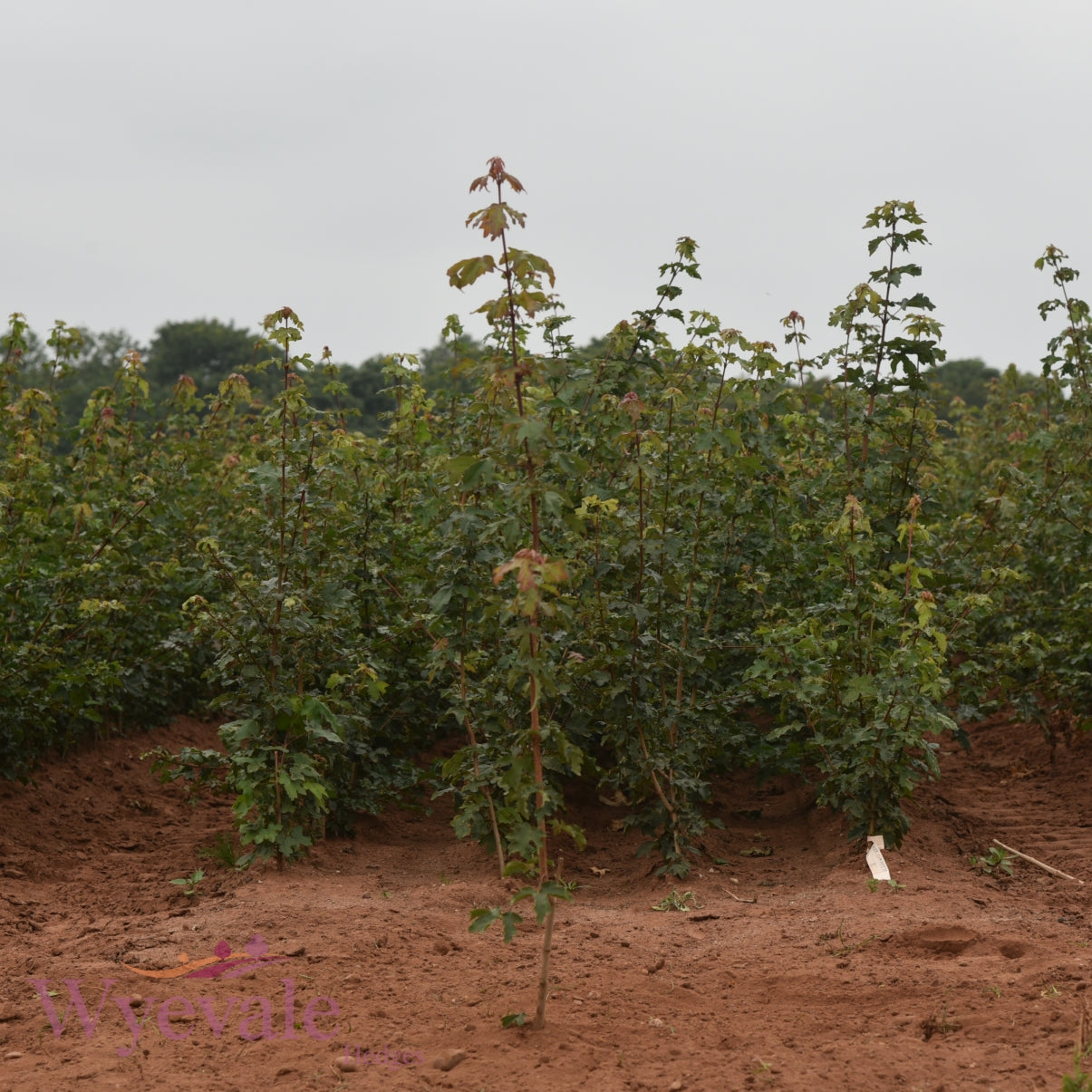 Acer campestre (Field Maple) 2 Year Transplant (Pack of 50)