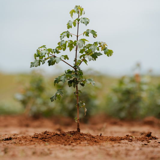 Acer campestre (Field Maple)