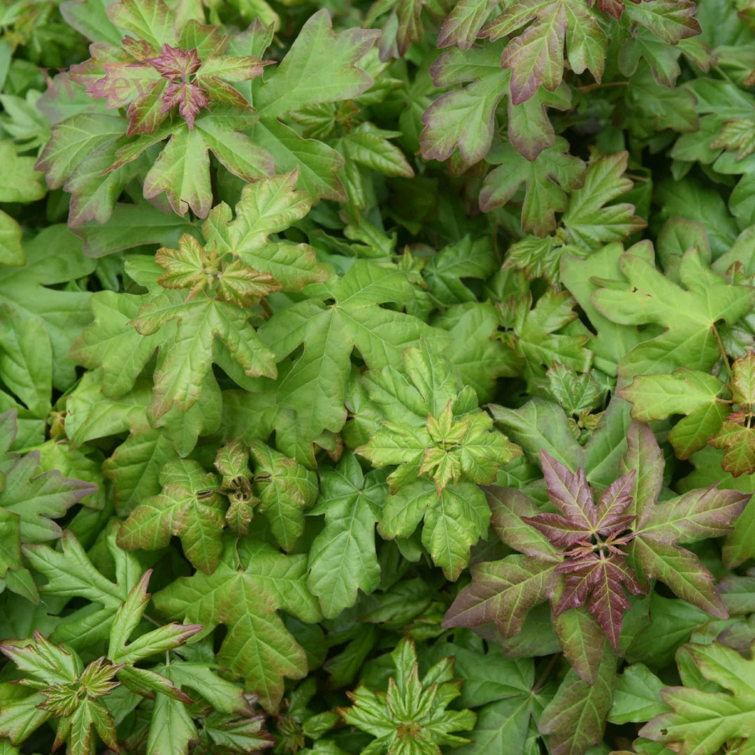 Bareroot Native Wildlife Mix