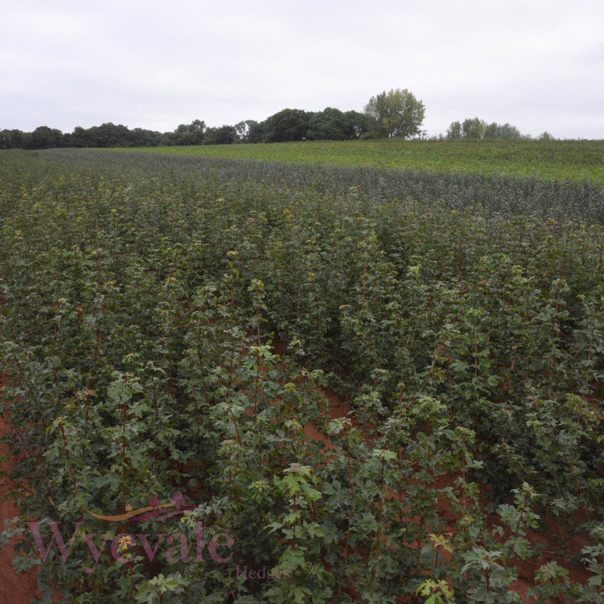 Bareroot Acer pseudoplatanus (Sycamore)