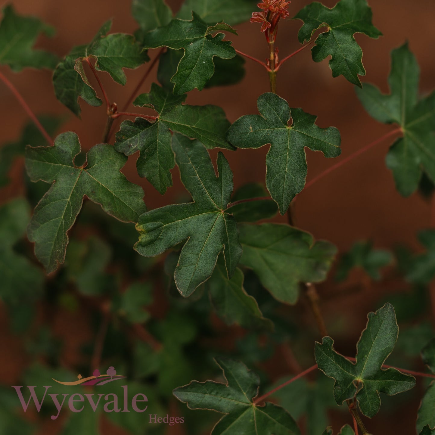 Bareroot Acer campestre (Field Maple)